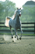 Imperial Egyptian Stud