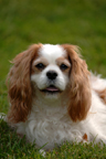 Pet photography