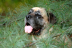 Pet Photography