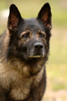 Pet Photography