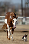 Pet Photography