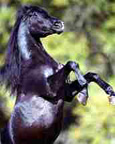Equine Photography