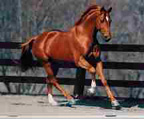  Equine Photography