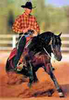  Equine Photography