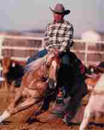  Equine Photography
