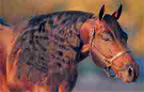  Equine Photography