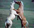 Equine Photography