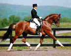  Equine Photogarphy