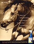 Solitude - Equine Photography