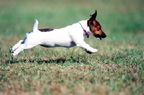Pet photography