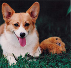 Pet photography