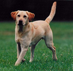 Pet photograhy