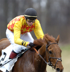 Equine Photography