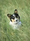 Pet photography