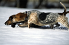 Pet photography